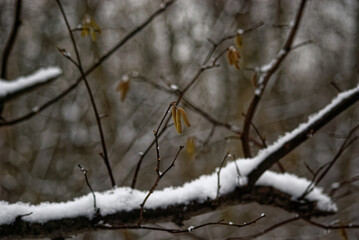 naked trees in the snow in the forest, Moscow