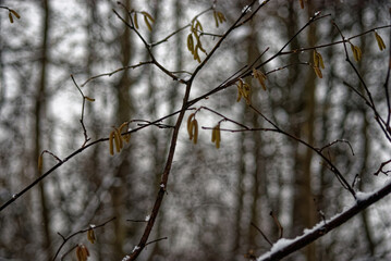 naked trees in the snow in the forest, Moscow