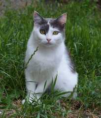 Naklejka na ściany i meble Yard cat sitting in the grass
