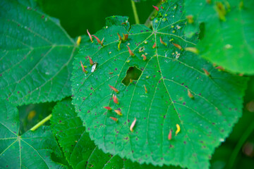 Insect pests eating Lime Bush tree in Weissensee Cemetery Berlin Germany