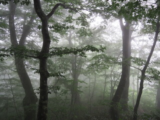 Naklejka premium OLYMPUS DIGITAL CAMERA