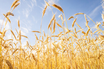 Ripe ears of wheat against the blue sky grow up. The sun shines brightly through the field. Background for rural booklet