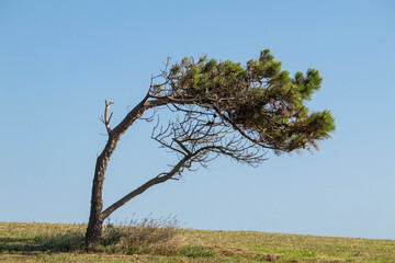 Small pine tree growing bent over by high winds on a hill side