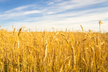 Wheat fields. Golden wheat ears close up. Backgrounds of ripening ears of wheat field. Rich harvest concept. For design rural booklet
