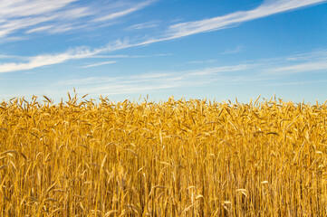 Wheat fields. Golden wheat ears close up. Backgrounds of ripening ears of wheat field. Rich harvest...