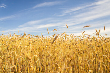 Wheat fields. Golden wheat ears close up. Backgrounds of ripening ears of wheat field. Rich harvest concept. For design rural booklet