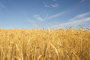 Wheat fields. Golden wheat ears close up. Backgrounds of ripening ears of wheat field. Rich harvest concept. For design rural booklet