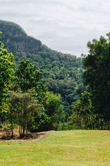 Mullumbimby trees