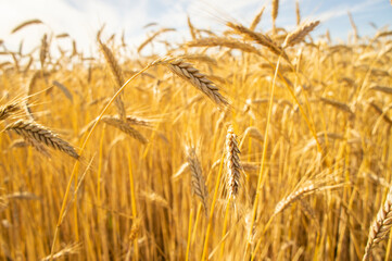 Wheat fields. Golden wheat ears close up. Backgrounds of ripening ears of wheat field. Rich harvest concept. For design rural booklet