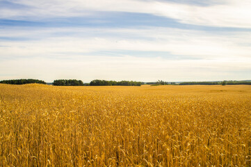 Ripe wheat field with city on the horizon and blue sky