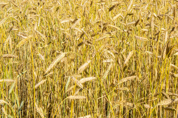 Cereal plants ears of corn ripened in the field. Agricultural background