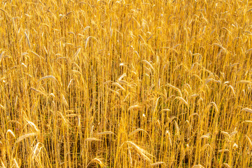 Cereal plants ears of corn ripened in the field. Agricultural background