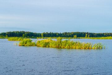 Islet with grass on a forest lake