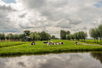 Fototapeta na wymiar Typical Dutch polder landscape with black and white cows