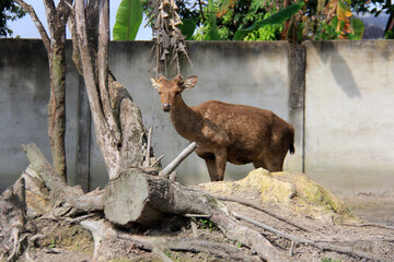 Deer in the zoo, Kampar, Riau, Indonesia.