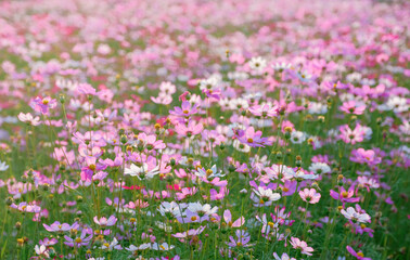 Obraz na płótnie Canvas blooming cosmos pink flower at agriculture garden.