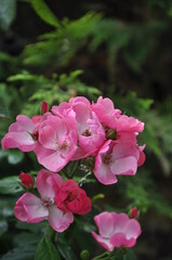 pink roses bush bloom in the garden 