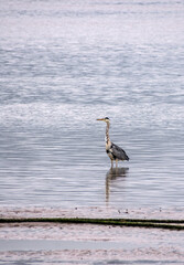 Grey Heron (Ardea Cinerea)