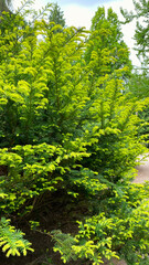 Fototapeta premium Branches of evergreen conifers in a city park. Gardening and landscaping with fresh green decorative trees and plants.
