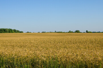 Obraz premium Yellow rye field. A farmer's field where rye grows