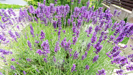 Obraz premium Bush of french lavender closeup top view. Fragrant lavender with lilac flowers in the garden landscape design