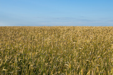 Field of rye. Close up yellow field of rye,agricultural concept