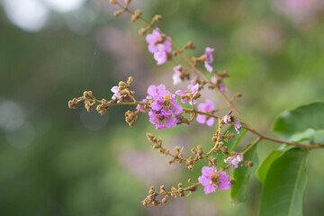 Pastel purple flower of Bungor tree