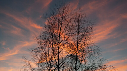 Fototapeta na wymiar Abendhimmel mit Baum