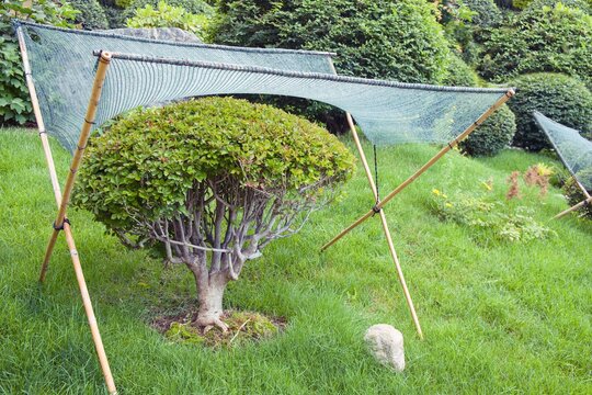 Textile shading netting mesh over dwarf bonsai tree for sun protection and weather protective in japanese garden. Mesh safety tent for mini ornamental trees in japanese zen garden. Landscaping.