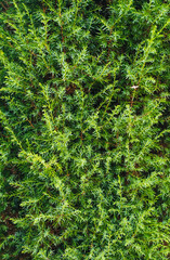 Texture, background of green cypress. Beautiful thuja with long needles close-up. Garden plant,...
