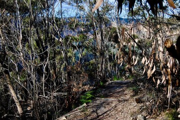 The cliffs and trees in the national park of the Blue Mountains, Australia
