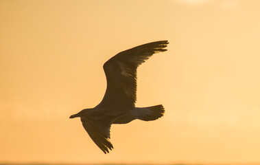 seagull in flight