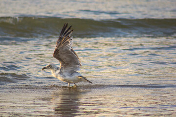  gull