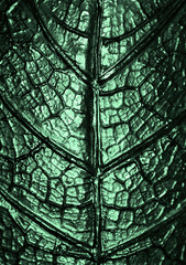 Abstract macro shot of a Christmas decoration leaf made out of clay and painted in metallic silver with an emerald green color tone filter.  