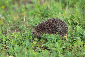 Cute common hedgehog in garden hiding in grass.