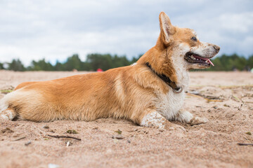 dog on the beach