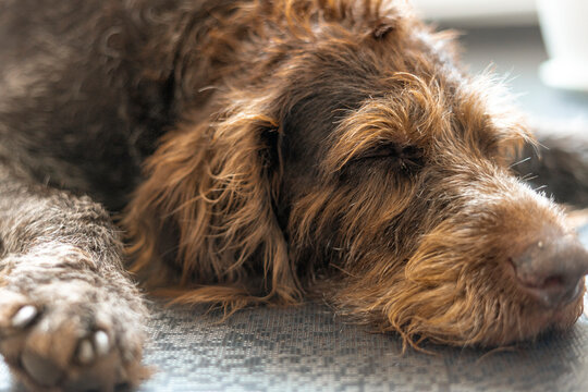 big old drahthaar dog with gray hair close-up