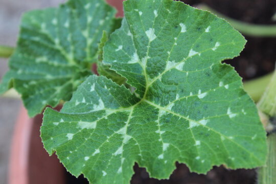 Pattern of pumpkin maxima   leaves spreading in the morning, cucurbita maxima leaves, Taxture of cucurbita maxima leaves