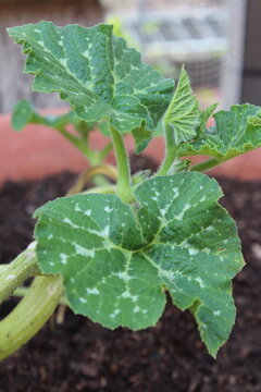 Pattern of pumpkin maxima   leaves spreading in the morning, cucurbita maxima leaves, Taxture of cucurbita maxima leaves