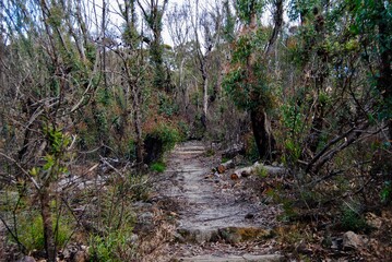Australian bush recovers after the bush fires of 2019/20