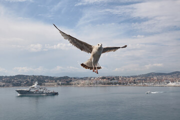 Fototapeta na wymiar seagull against the background of Cannes and the Mediterranean Sea