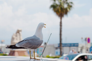 seagull on the roof of the car in the port
