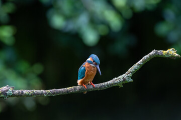 Male Kingfisher (Alcedo atthis) on a perch on a sunny morning
