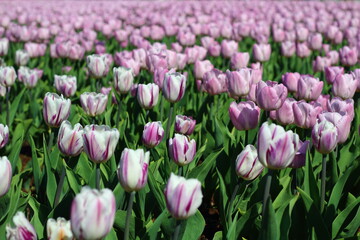 Obraz premium Endless field of pink and white tulips