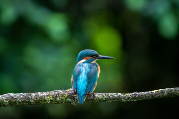 Male Kingfisher (Alcedo atthis) on a perch on a sunny morning