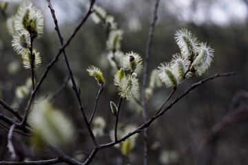 Willow branches in spring