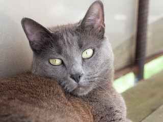 portrait of a domestic gray cat with yellow eyes of the Russian blue breed