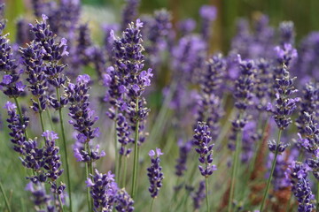 Lavendel