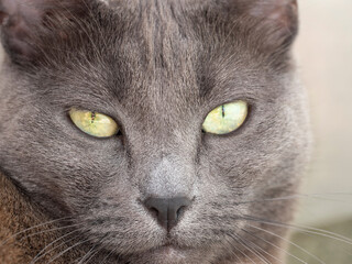 close-up portrait of a domestic gray cat with yellow eyes of the Russian blue breed