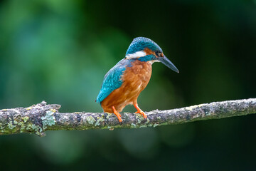 Male Kingfisher (Alcedo atthis) on a perch on a sunny morning